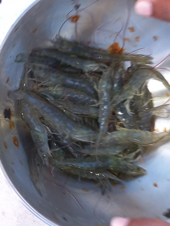 First batch of IDC-produced prawns to hit market in April