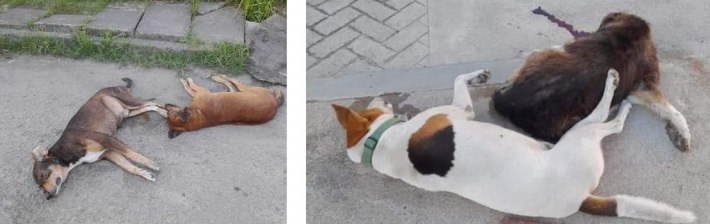 Mass dog poisoning sparks outcry