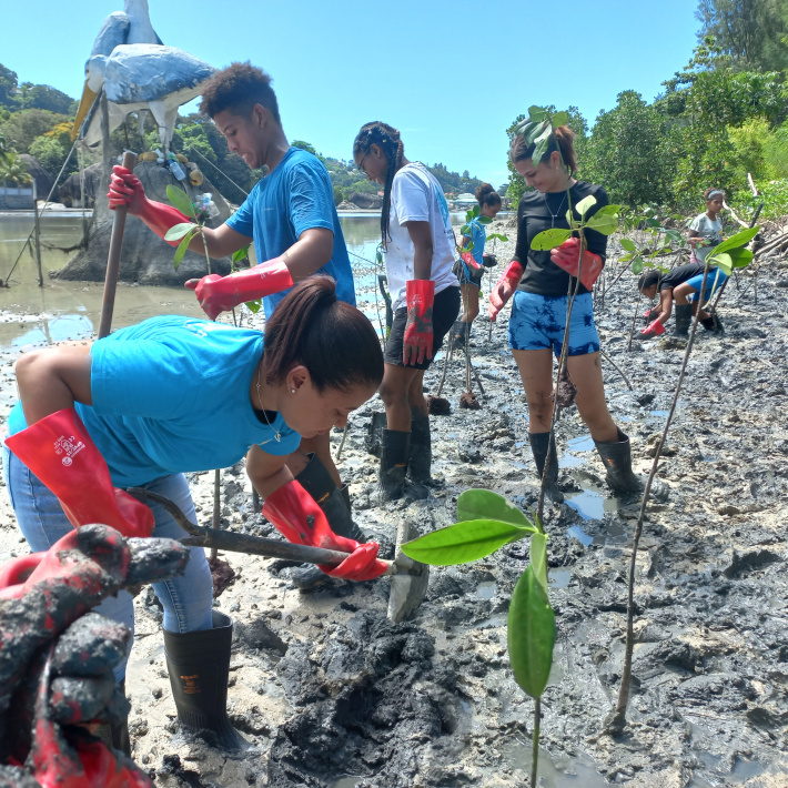 200 mangrove plants relocated to Ile du Port