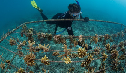 WiseOceans celebrates 11th anniversary of joint Marine Discovery Programme with Four Seasons Resort