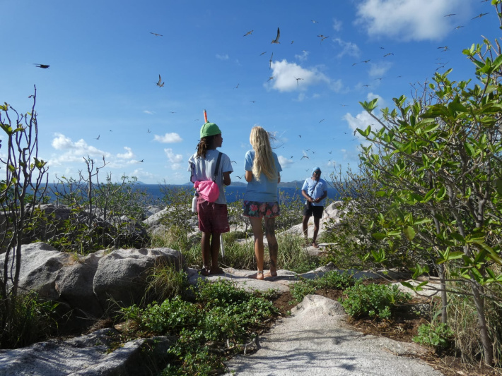 Record numbers for a decade seen in the Aride annual seabird census