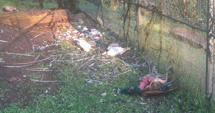 Dogs kill remaining birds at the Botanical Gardens