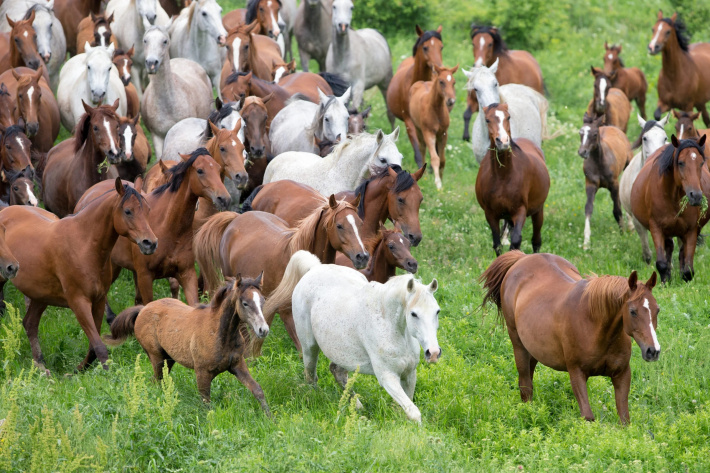 Celebrating the Majesty of Equines: Day of the Horse