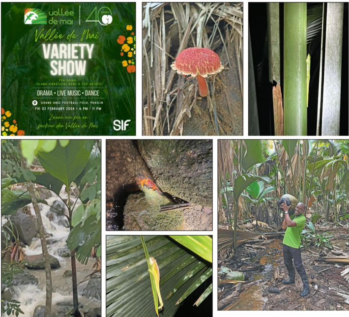 Vallée De Mai’s celebration of its 40th anniversary as a World Heritage site   