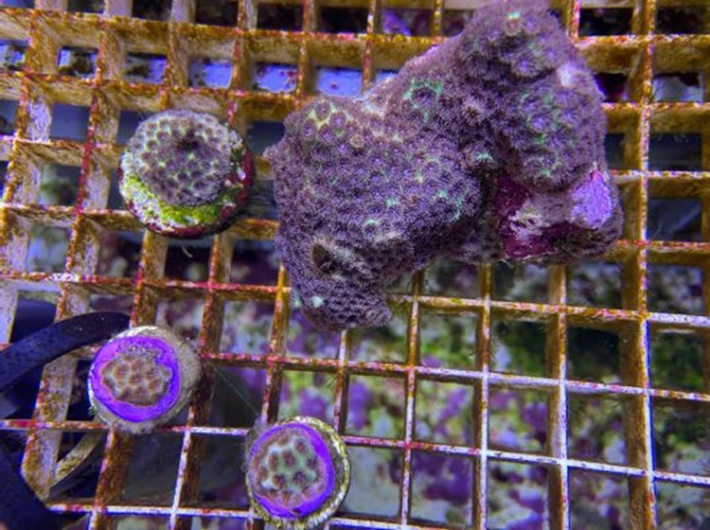 Aldabra coral samples thriving against odds