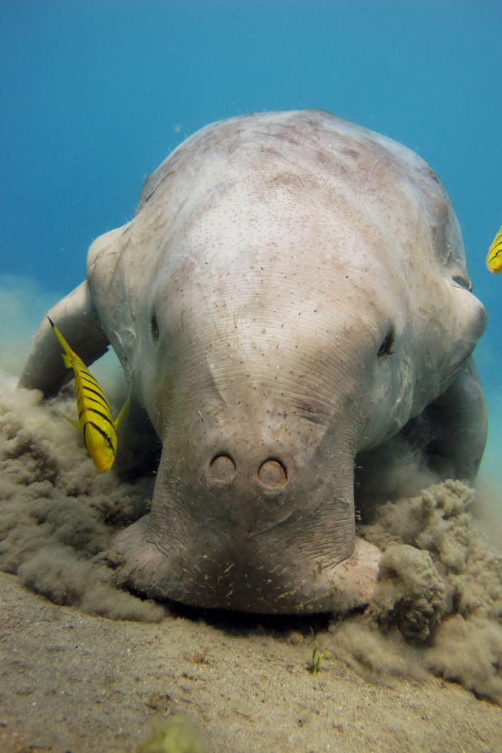 Final year update on Seychelles’ Dugong conservation project at Aldabra Atoll