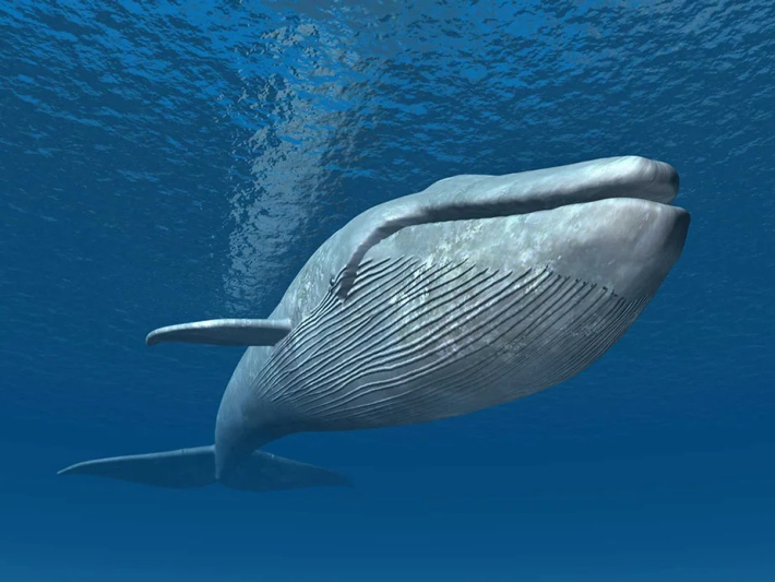 Rare blue whales discovered near Seychelles