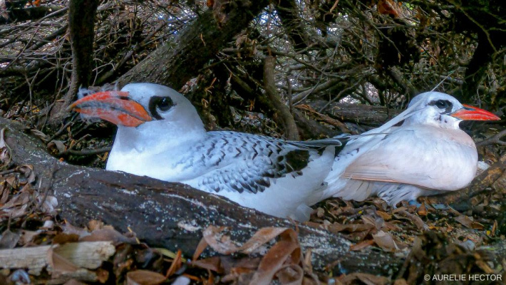 Red-Billed Tropicbird spotted for the first time on Desroches Island