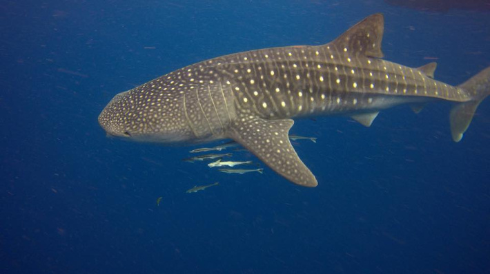 Whale sharks spotted early around Seychelles’s coasts