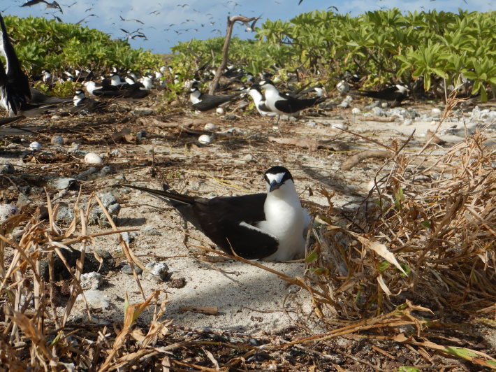 New study shows seabirds enrich terrestrial and marine ecosystems on Farquhar Atoll