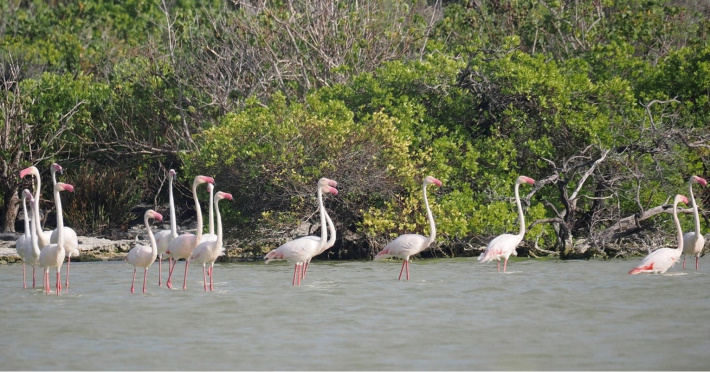 Seychelles Islands Foundation