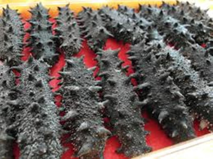 Sea cucumber harvesting season opens