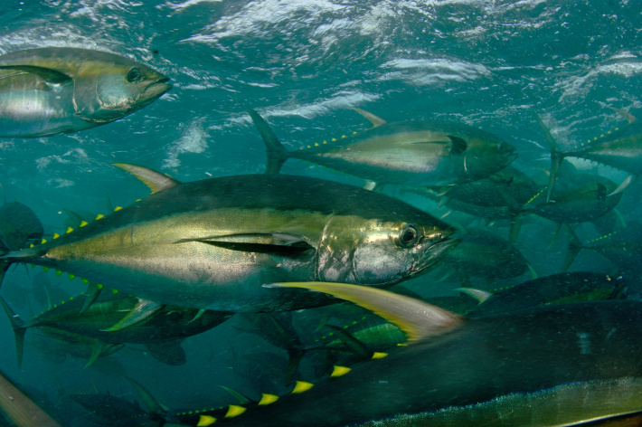 Yellowfin tuna stock shows signs of recovery