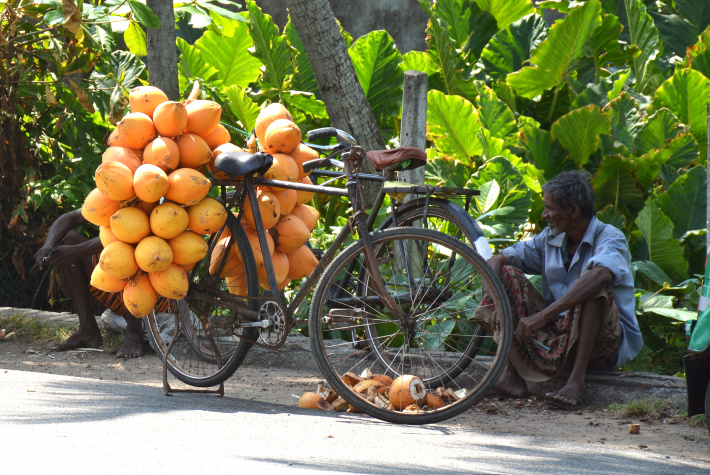 New book celebrates the coconut palm: A ‘Tree of Life’ in Seychelles culture