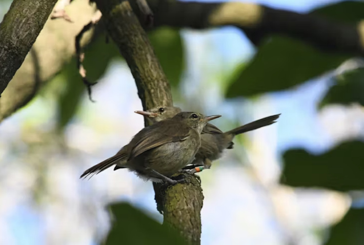 Study reveals divorce rates among Seychelles warblers influenced by climate
