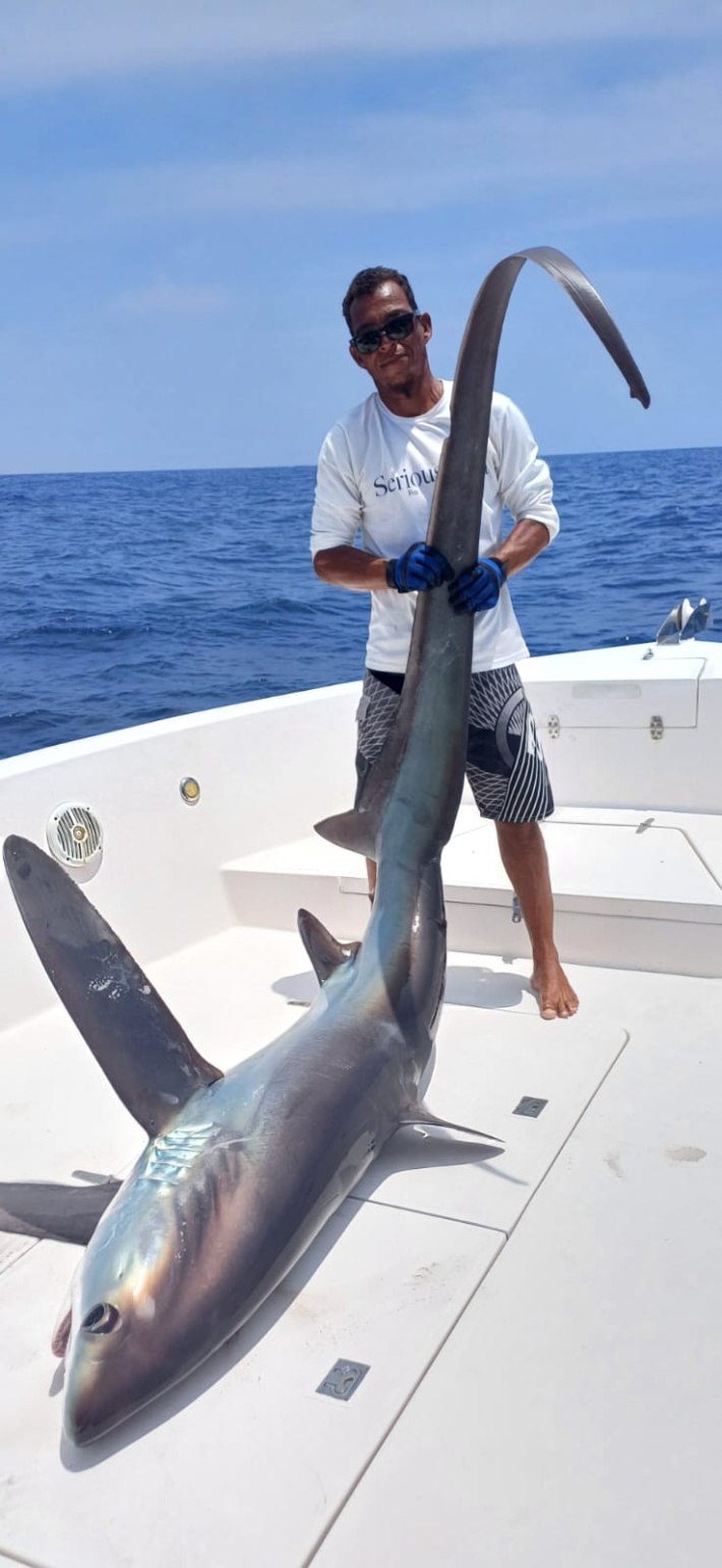 Thresher shark: A rare encounter