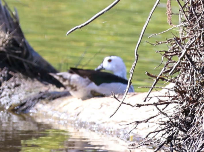 First records of two duck species for Western Indian Ocean