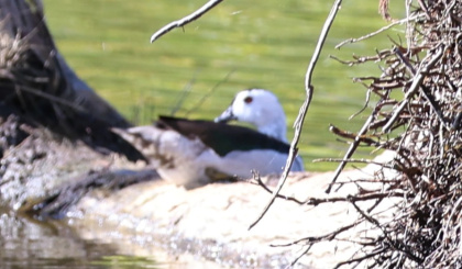 First records of two duck species for Western Indian Ocean