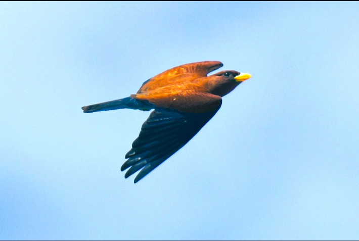 A record year for bird records