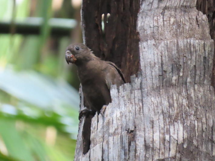 SIF reports a dozen black parrots have fledged