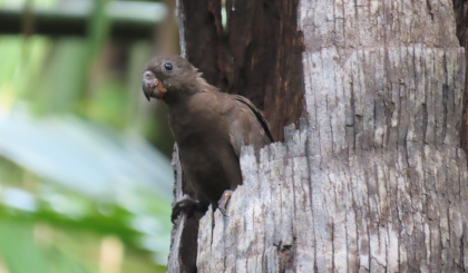 SIF reports a dozen black parrots have fledged