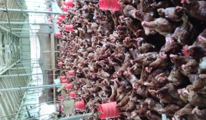 Livestock production in Seychelles:  current challenges and future vision