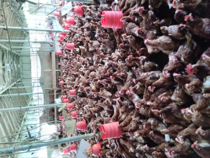 Livestock production in Seychelles:  current challenges and future vision