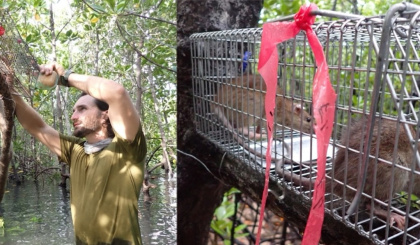 Aldabra’s rat and cat eradication feasibility work achieves major milestones