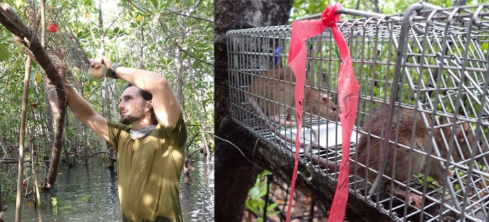 Aldabra’s rat and cat eradication feasibility work achieves major milestones