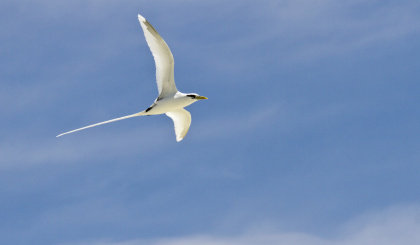 The RaCE for Aldabra’s future (Part IV)