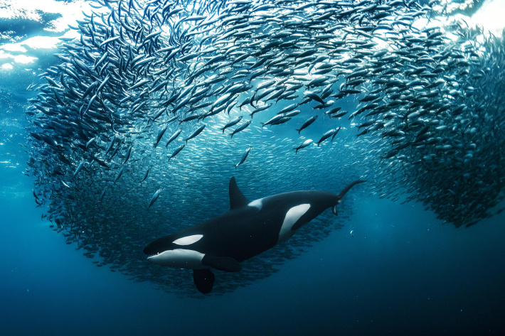 High Seas Treaty to enter into force in January