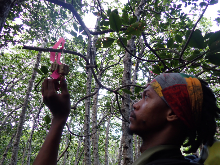 The RaCE for Aldabra’s future (Part VI)