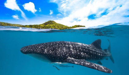 Whale Shark Season in Seychelles