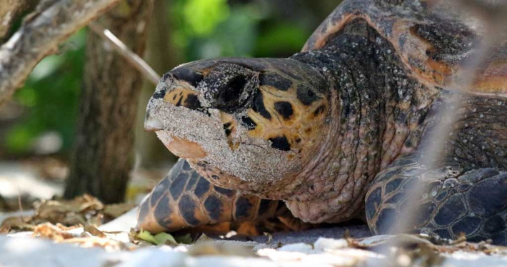 Hawksbill turtles: Essential tips and need to know for the nesting season in Seychelles