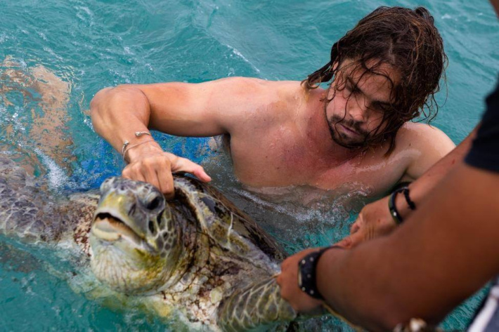 Green sea turtles make a strong comeback