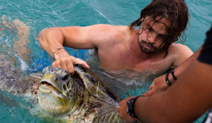 Green sea turtles make a strong comeback