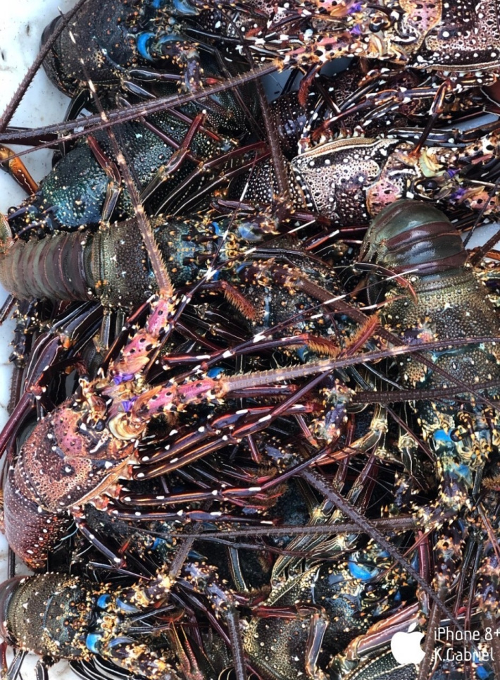 Lobster fishery survey findings