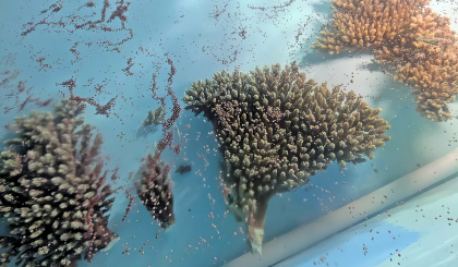 Coral spawning success: A giant leap for reef restoration