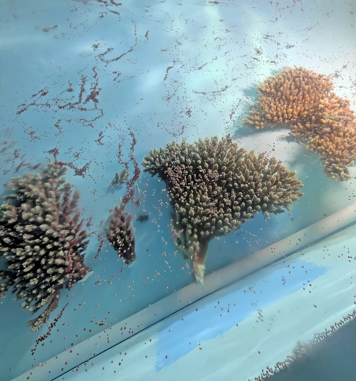 Coral spawning success: A giant leap for reef restoration