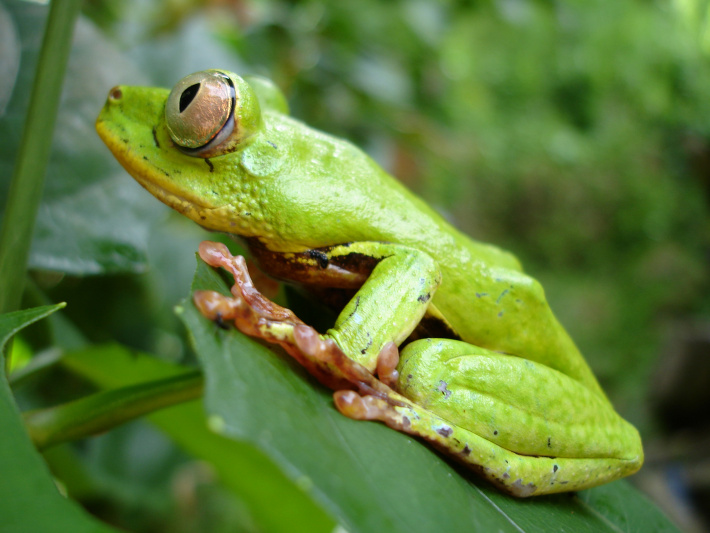 Alive and thriving: Meet the often-overlooked residents of wetlands
