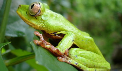 Alive and thriving: Meet the often-overlooked residents of wetlands