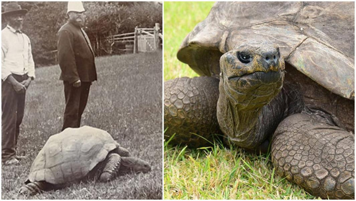 Jonathan, the Seychelles giant tortoise who defies time