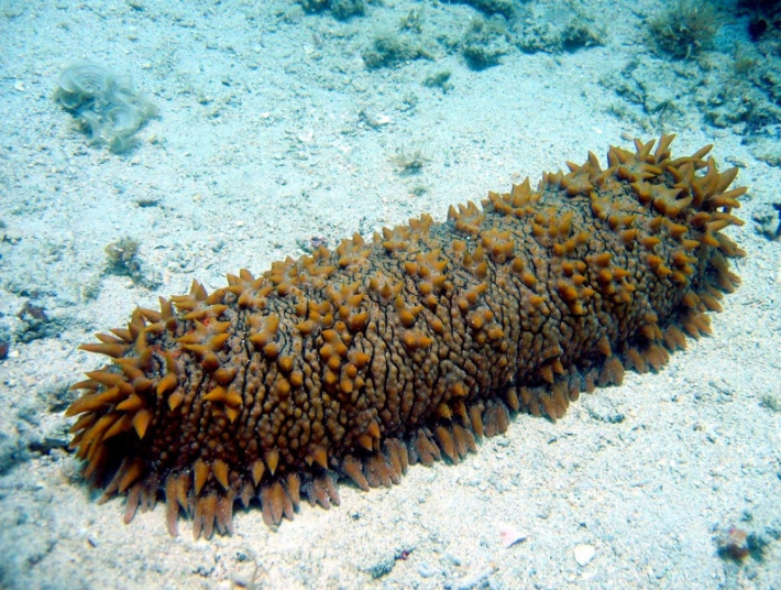 Navigating the waters: Insights into the Seychelles sea cucumber fishery research 2023-2024