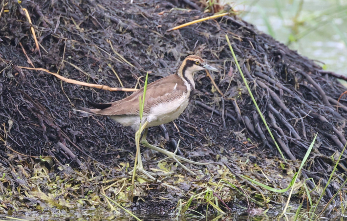An amazing bird found at Intendance!