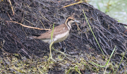 An amazing bird found at Intendance!