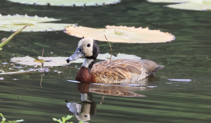 East meets west at Intendance