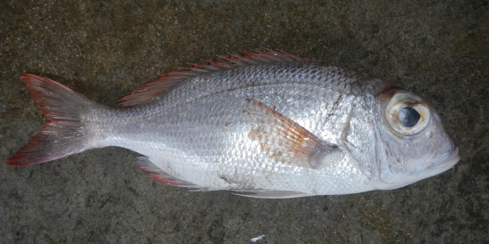 New “Eyebrowed” seabream puts Seychelles in scientific spotlight