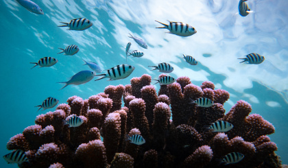 From frontline to global spotlight: Economist Impact features Nature Seychelles’ coral restoration