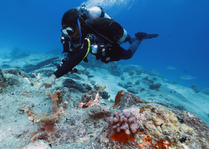 Planting hope, restoring faith: Nature Seychelles restores a degraded reef area the size of one and a half football fields