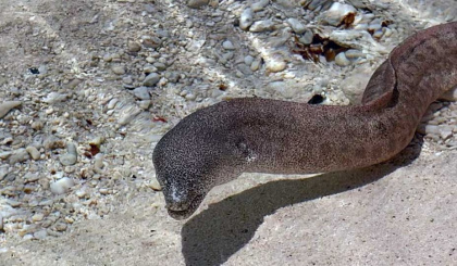 The 2026 IPBES report highlights critical business role in biodiversity conservation